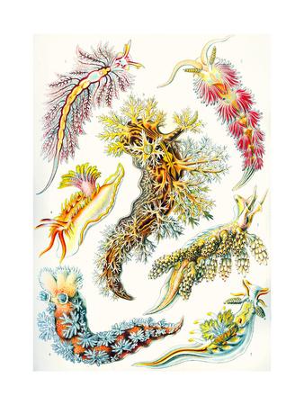 92ND PLATE ERNST HAECKEL KUNSTFORMEN DER NATUR FILICINAE PRINT POSTER BB2125A